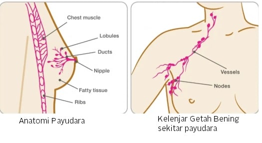 Anatomi Payudara