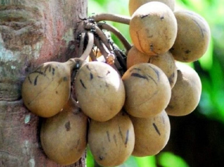 Burahol Manfaat Efek Samping Dan Cara Penyimpanan Idn Medis