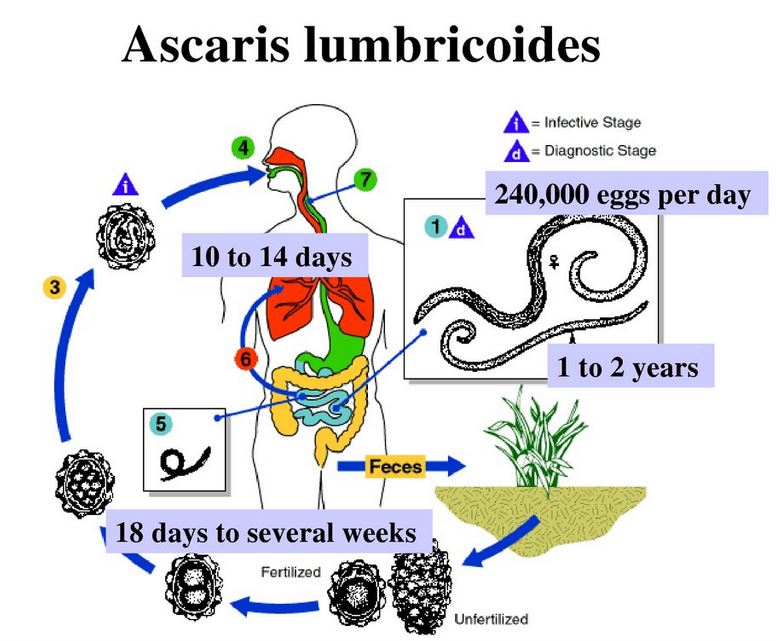 Az Ascaris egyfajta laposféreg a gyomor bél paraziták tünetei