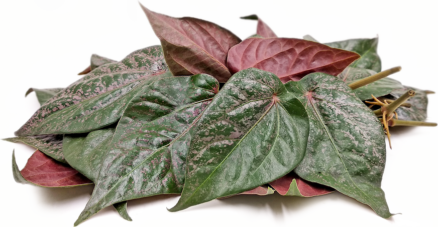 Khasiat daun sirih merah dan efek sampingnya