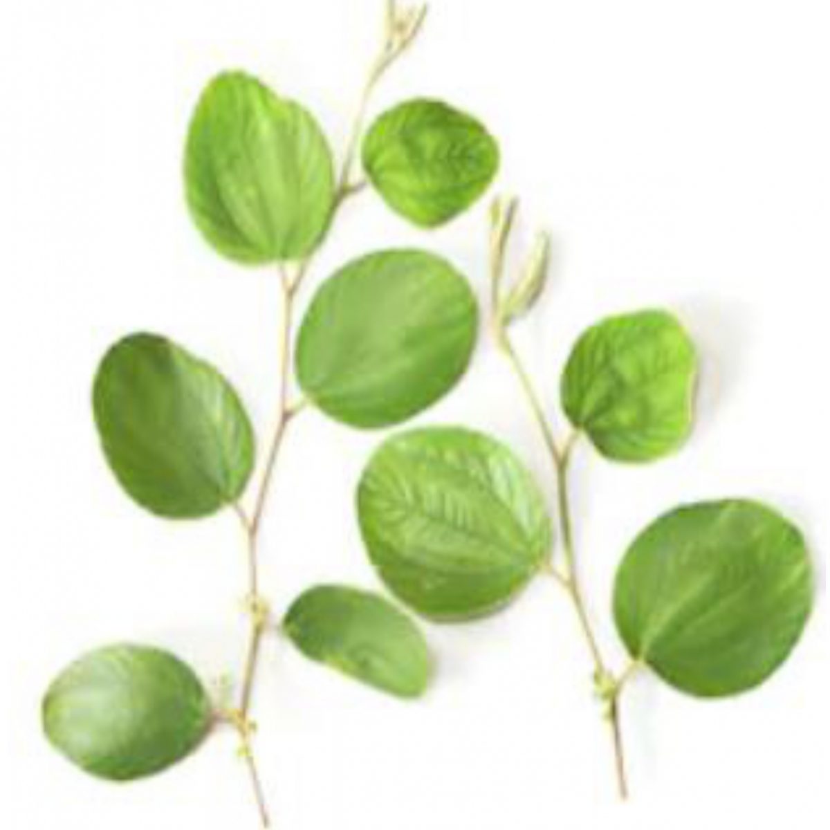 Manfaat rebusan daun bidara bagi tubuh