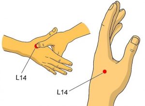 titik akupunktur L14