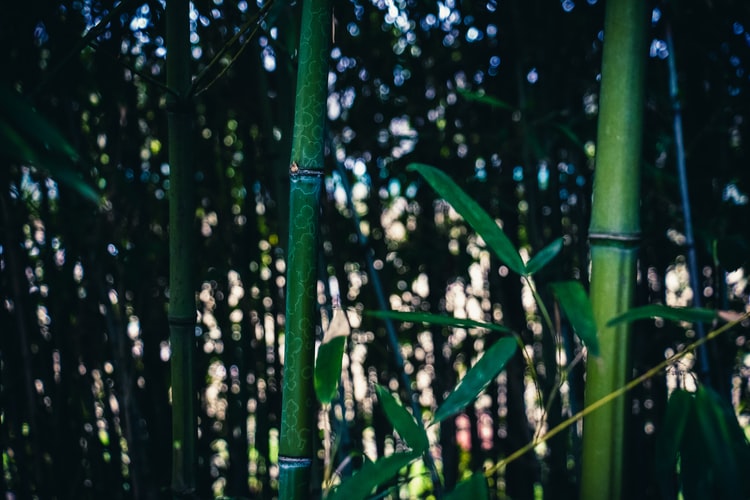 Bambu Ampel
