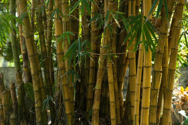 Bambu Kuning
