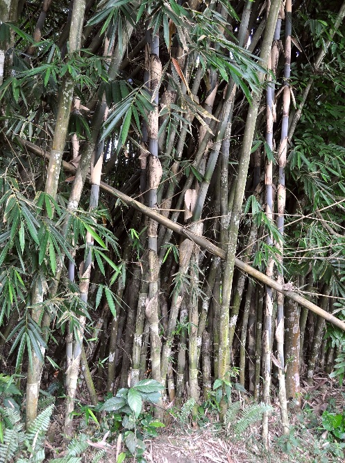 Bambu tali