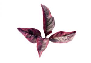 daun ungu