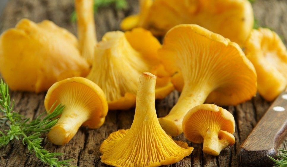 Jamur Chanterelle Manfaat Efek Samping dan Tips Konsumsi IDN Medis