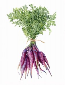 wortel ungu