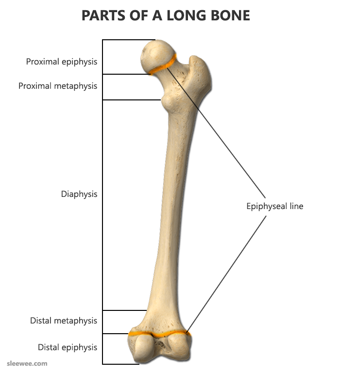 Long bone. Кость анатомия. Long Bone анатомия. Structure of long Bone.. Long femur Bone.