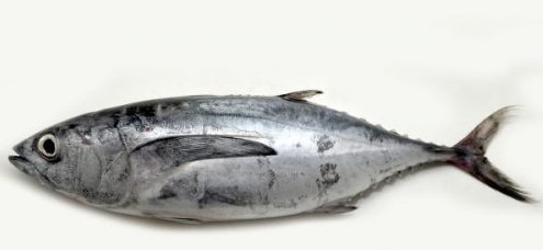 Ikan Tongkol: Manfaat – Gizi dan Efek Sampingnya - IDN Medis