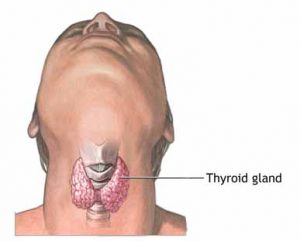 kelenjar tiroid