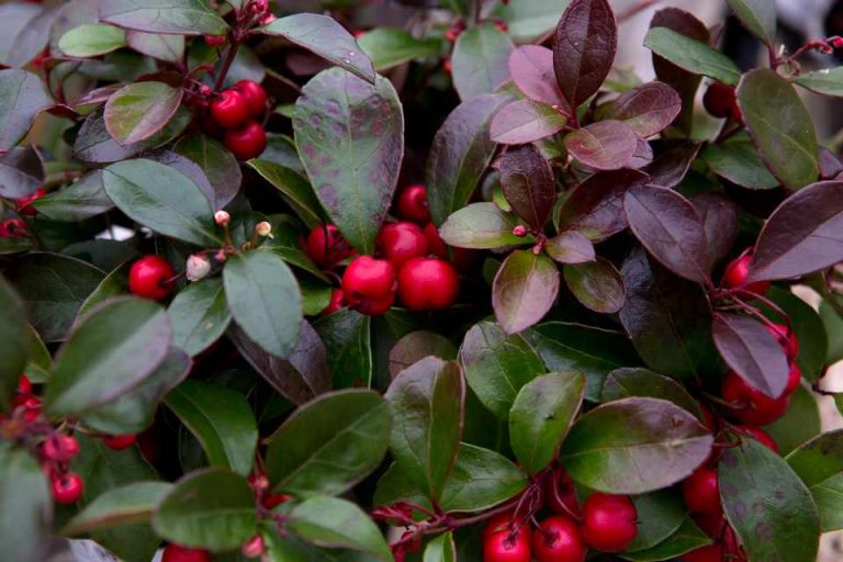 Gaultheria Procumbens: Manfaat - Efek Samping dan Tips Penggunaan - IDN Medis