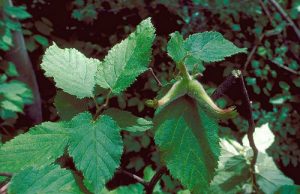 Corylus Cornuta Manfaat Efek Samping dan Tips Konsumsi 