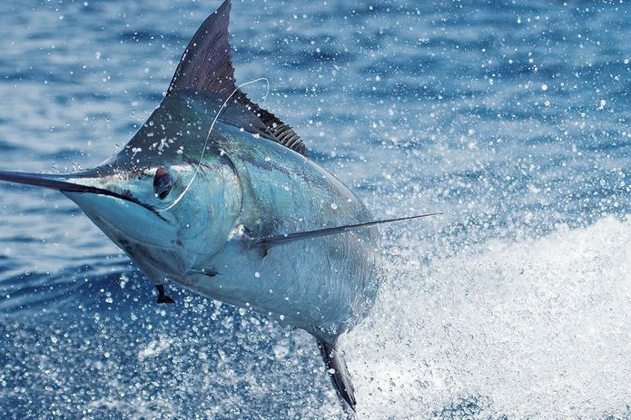 Kandungan Gizi Ikan Marlin