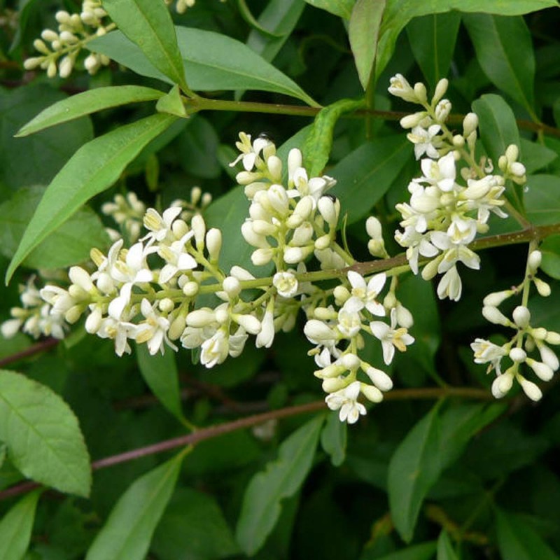 Бирючина вечнозеленая. Бирючина(Ligustrum). Бирючина обыкновенная куст. Бирючина обыкновенная (Ligustrum vulgare). Бирючина блестящая.